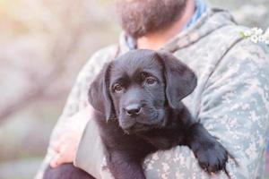 une petit Labrador retriever chiot dans le bras de une barbu homme dans militaire vêtements dans printemps. une animal de compagnie. photo