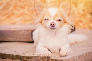 une chien de une petit race. une poil long chihuahua mensonges sur une ensoleillé journée. photo