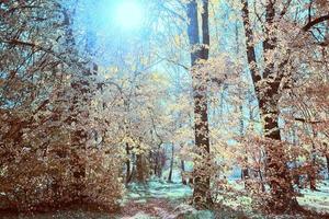 fantastique forêt paysage. Fée forêt avec brillant Soleil. photo