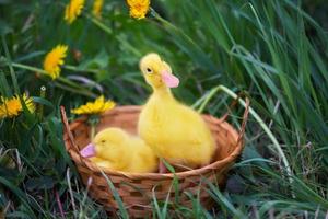 deux Jaune canetons sur une Contexte de vert herbe. photo