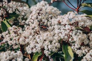 printemps buisson avec petit blanc fleurs sur une ensoleillé journée dans fermer avec le papillon photo