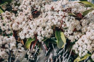 printemps buisson avec petit blanc fleurs sur une ensoleillé journée dans fermer avec le papillon photo