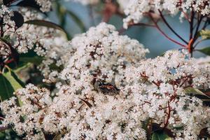 printemps buisson avec petit blanc fleurs sur une ensoleillé journée dans fermer avec le papillon photo