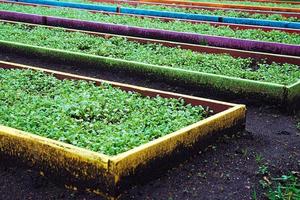 des lits planté avec moutarde, l'automne jardin travail, en train de préparer pour hiver photo