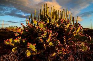 Contexte avec cactus photo