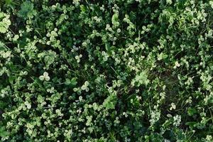 fermer vue de été vert pelouse herbe, microtrèfle dans lumière du soleil photo