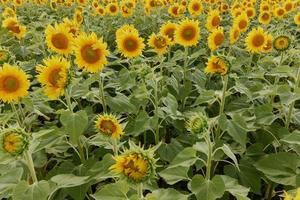 tournesol dans le abondance champ dans le été ensoleillement Couleur image photo