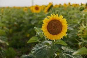 des champs avec un infini tournesol une magnifique paysage été journée photo