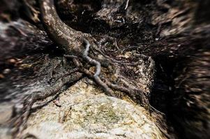 arbre les racines flou photo détail