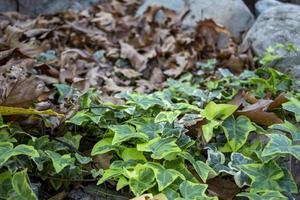 lierre feuilles sur le sol dans le jardin. Naturel Contexte. photo