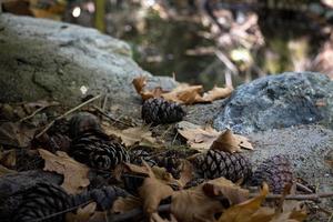 pin cônes et déchue feuilles sur le sol dans le forêt dans l'automne. photo