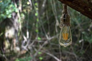 le ancien incandescent lampe est pendaison de une arbre dans le forêt. sélectif se concentrer. photo