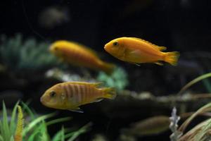 poisson dans l'eau. la vie dans aquarium. océanarium détails. photo