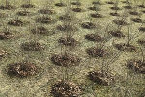 beaucoup d'arbres dans des trous. planter des semis dans le sol. parc de ville. photo