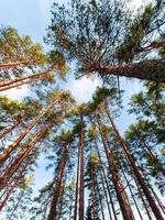 vue de dessous de grands pins dans une forêt de conifères sur fond de ciel bleu. paysage surréaliste. photo