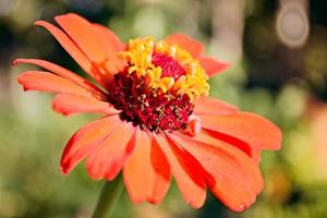 image de zinnia gracieux avec fleurs croissance dans le Cour de le maison photo