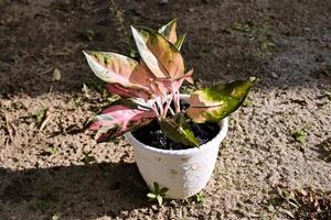 ornemental les plantes aglaonema fierté de sumatra ou mieux connu comme rouge sumatra photo