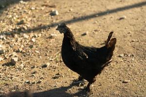 poulet rétroéclairé sur la saleté photo