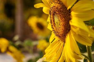 tournesol dans un jardin photo