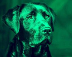 le noir chien est une surnaturel, spectral, ou démoniaque entité originaire de Anglais folklore cette a aussi été vu tout au long de L'Europe  et le amériques. il est d'habitude anormalement grand avec embrasé photo