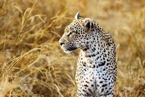 magnifique tigre dans Afrique forêt photo