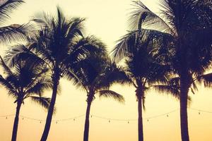 palmiers au coucher du soleil photo