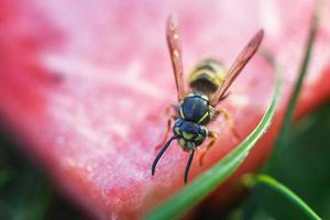 guêpe sur une pastèque proche en haut sur une herbe Contexte. une guêpe macro. photo