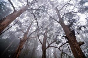 arbres dans la forêt photo