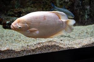 peu poisson animal nager dans le aquarium de le zoo de Saragosse dans Espagne sur une foncé Contexte photo