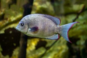 peu poisson animal nager dans le aquarium de le zoo de Saragosse dans Espagne sur une foncé Contexte photo