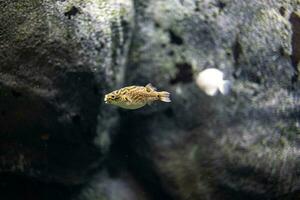 peu poisson animal nager dans le aquarium de le zoo de Saragosse dans Espagne sur une foncé Contexte photo