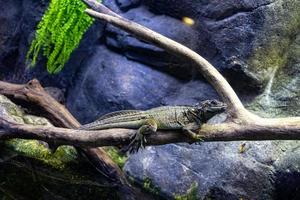 portrait de une reptile lézard séance sur une arbre branche photo