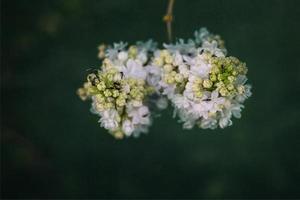 blanc lilas fleur sur une Contexte de vert feuilles sur une chaud printemps journée photo