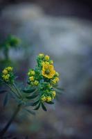 peu Jaune printemps fleur sur une Contexte de une vert jardin fermer photo