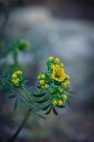 peu Jaune printemps fleur sur une Contexte de une vert jardin fermer photo