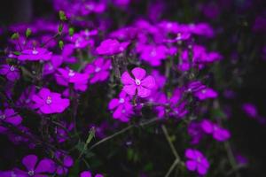 printemps délicat violet fleur parmi vert feuilles fermer formant le Contexte photo