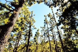 arbres dans la forêt photo