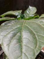 vert piments cultivation sur le piments arbre dans une botanique jardin photo