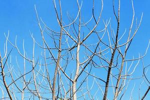 silhouette de arbre branche sur bleu ciel. abstrait sec branche et feuilles. photo