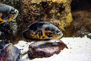 peu poisson animal nager dans le aquarium de le zoo de Saragosse dans Espagne sur une foncé Contexte photo