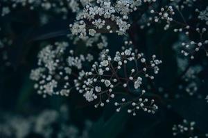 printemps buisson avec petit blanc fleurs sur une ensoleillé journée dans fermer photo