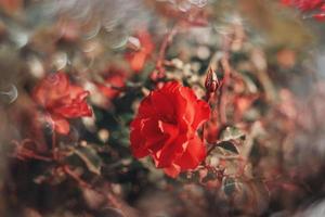 délicat rouge Rose sur vert Contexte avec bokeh dans fermer photo