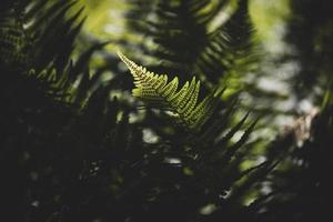 original vert fougère feuilles sur une foncé Contexte dans le forêt sur une été journée photo