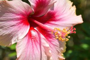 rose hibiscus fleur avec magnifique pétales et pollen épanouissement dans le jardin de Bangkok, Thaïlande photo