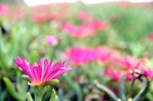 fond avec des fleurs photo