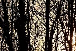 arbres dans la forêt photo