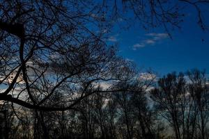 arbres dans la forêt photo