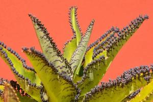 Contexte avec plantes succulentes photo