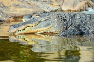 crocodile dans l'eau photo
