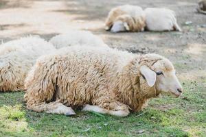 mouton sur l'herbe verte photo